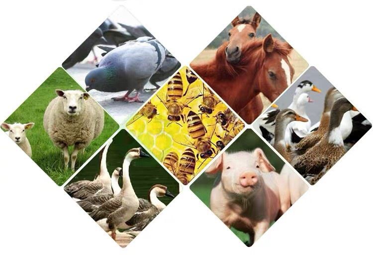 Feed additive-Well Sunshine Group, all about healthier animal, better life!